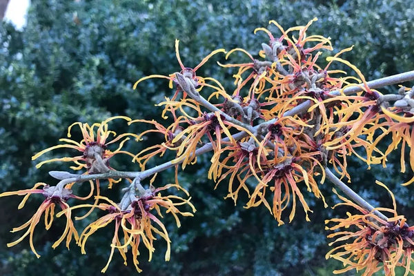 Witch Hazel, Apple Cider Vinegar, and Other Natural Hemorrhoid Remedies