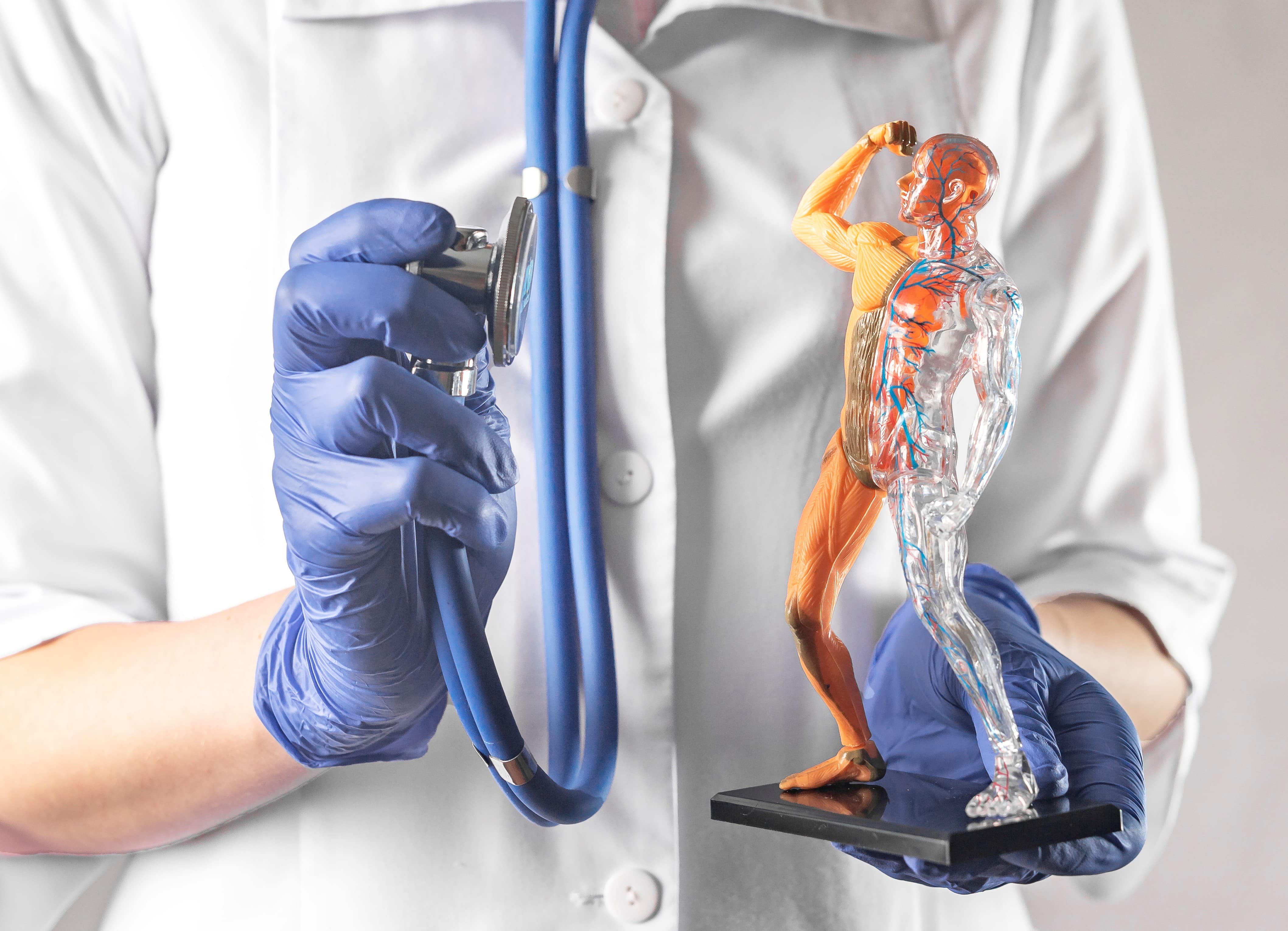  Illustration showing healthy blood circulation and venous flow in the human body