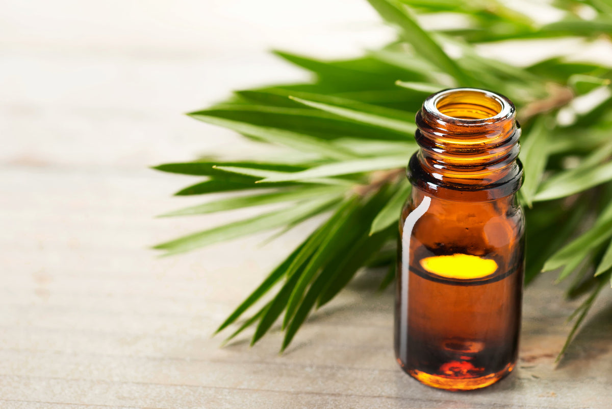 Tea Tree Oil for Hemorrhoids: Can It Really Soothe the Discomfort?